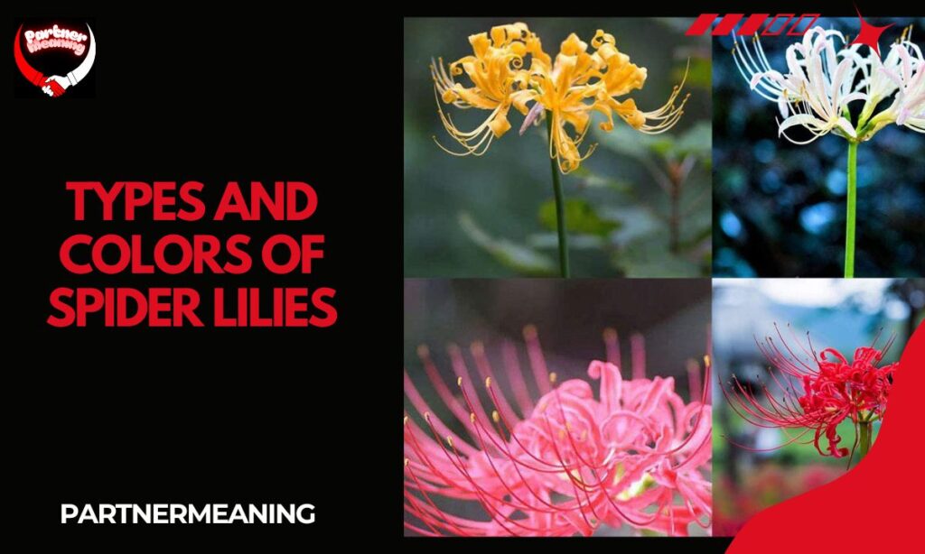 Types and Colors of Spider Lilies