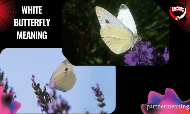 White Butterfly Meaning: What Do White Butterflies Symbolize?